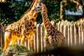 Giraffes at the Sacramento Zoo