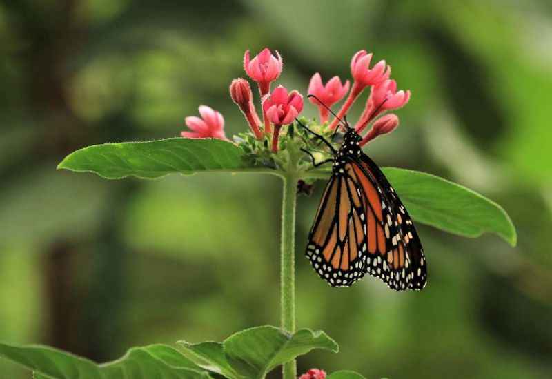 Butterflies at the Conservatory at Thanksgiving Point