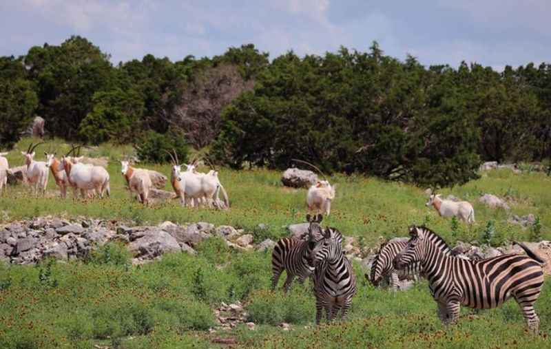 Natural Bridge Wildlife Ranch