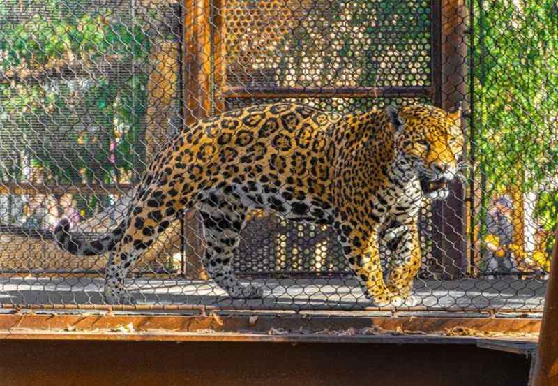 San Antonio Zoo