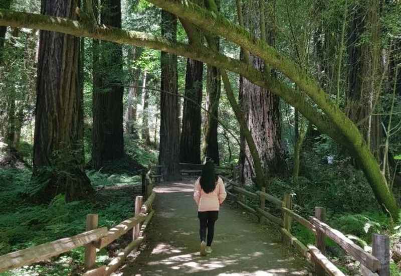 The Natural The Wonders of Muir Woods National Monument in San Francisco