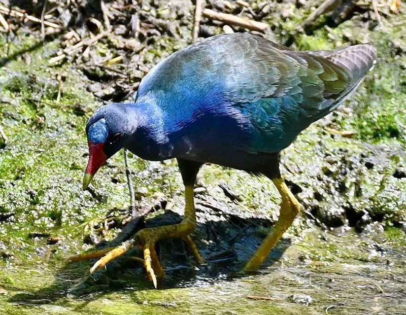 Pipe Creek Wildlife Area