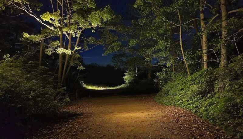 Night Walk on a Nature Trail