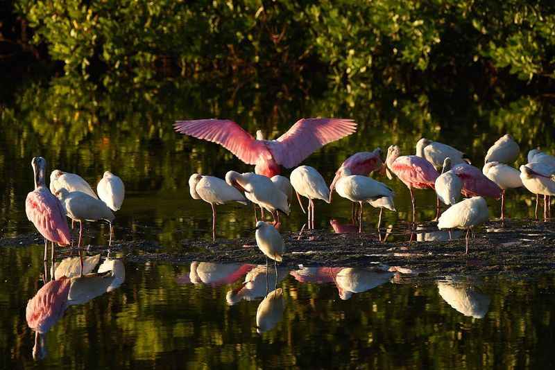 J.N. "Ding" Darling National Wildlife Refuge