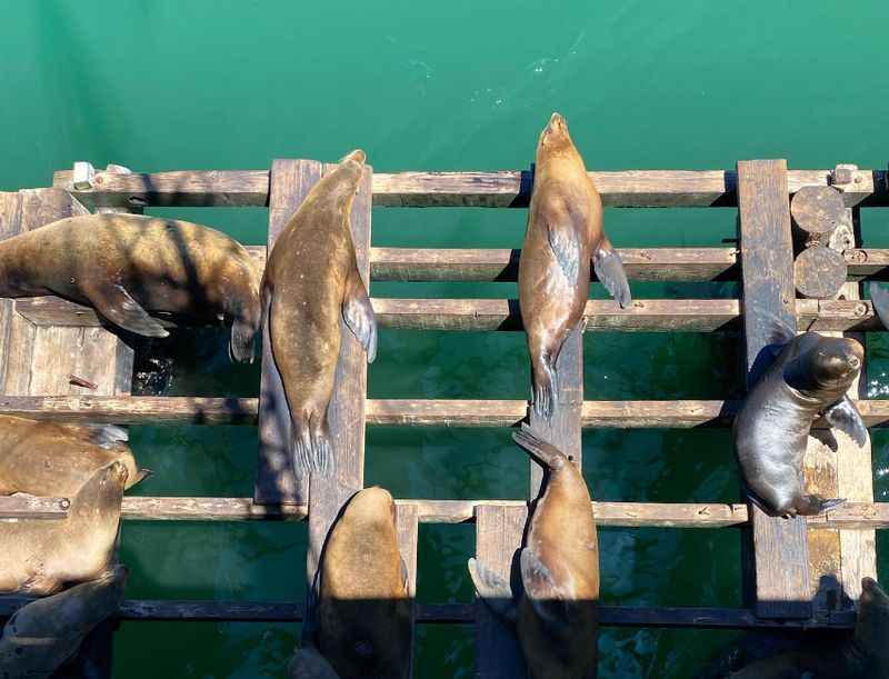 Sea lions bask at Santa Cruz Wharf