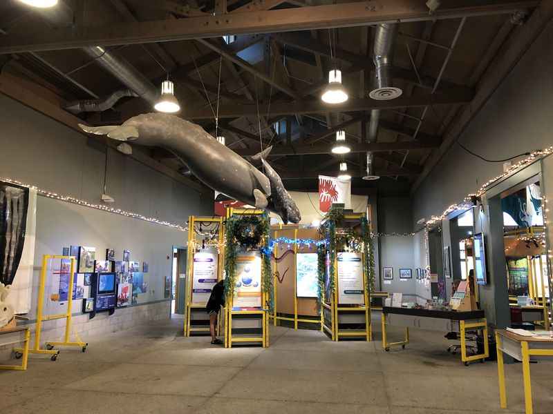 a large whale hanging from the ceiling of a museum