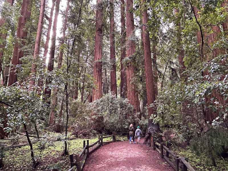 a man walking down a path through a forest