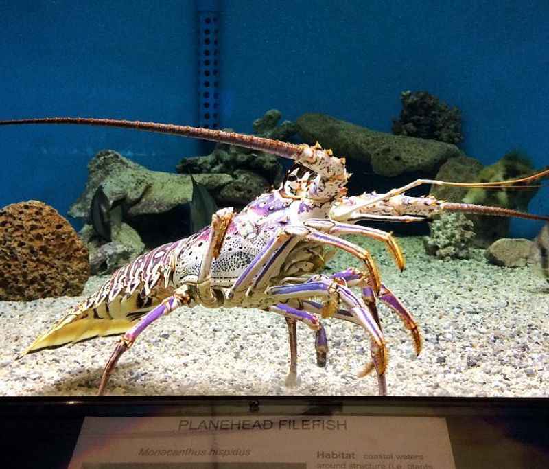 UGA Marine Education Center and Aquarium