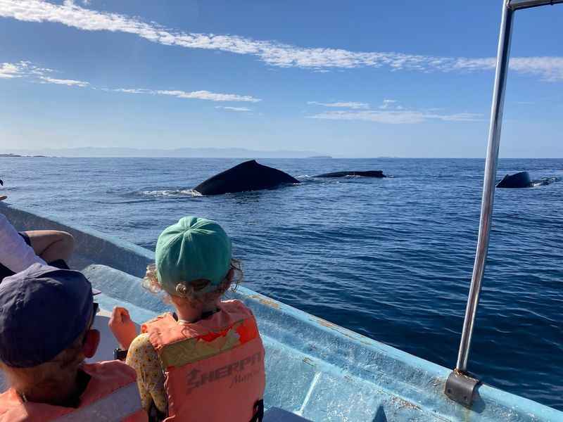 Whale Watching Sayulita