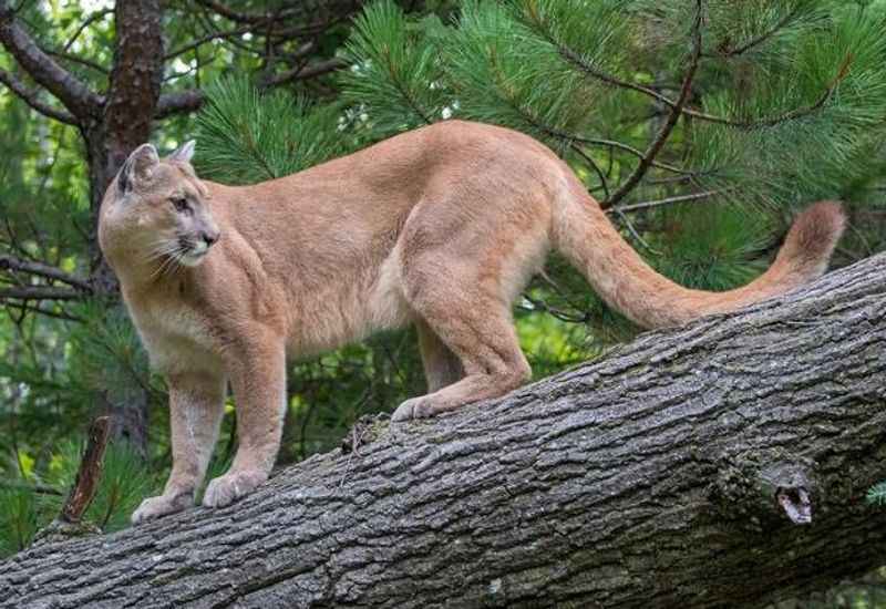 Mountain Lions at the Southwest Wildlife