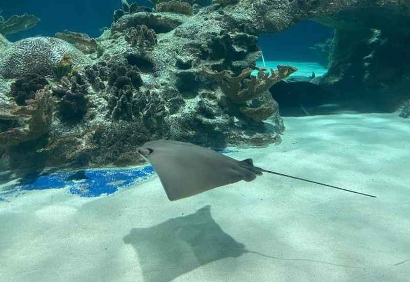 OdySea Aquarium