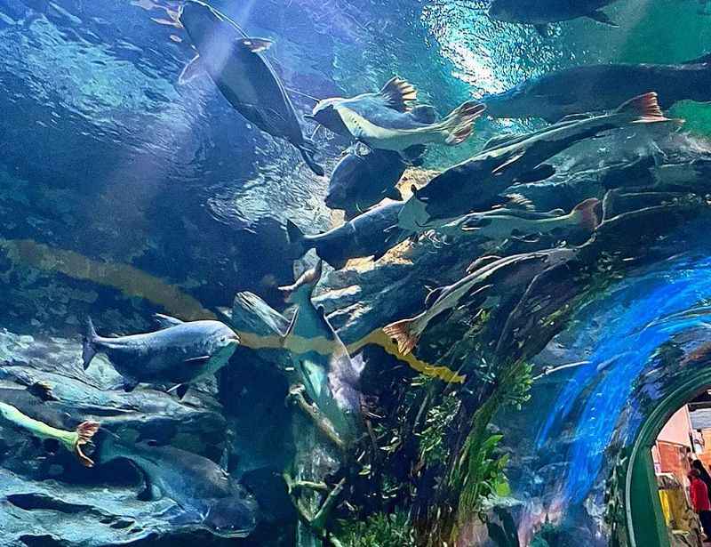 a large aquarium filled with lots of fish