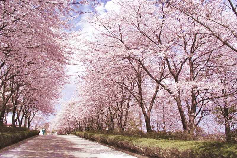 cherry blossoms in full bloom along the road