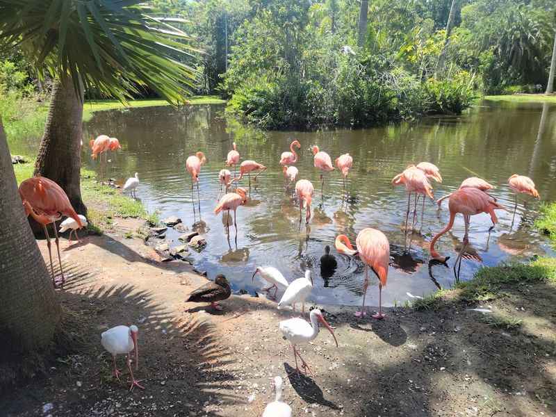 Sarasota Jungle Gardens