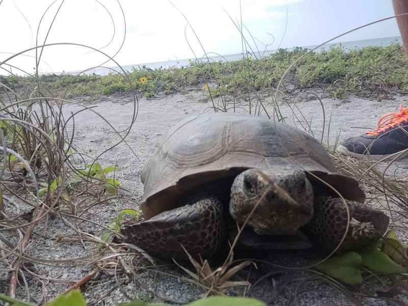 Sea Turtles at Turtle Beach