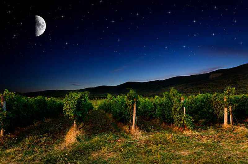 a full moon over a vineyard field