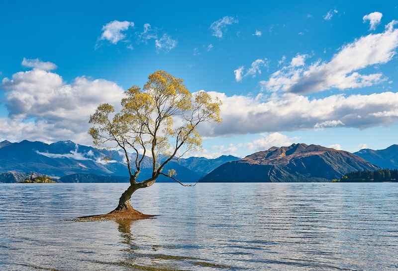 Wanaka Tree