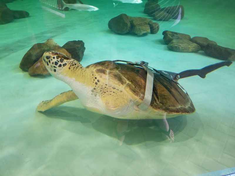 a turtle swimming in a water