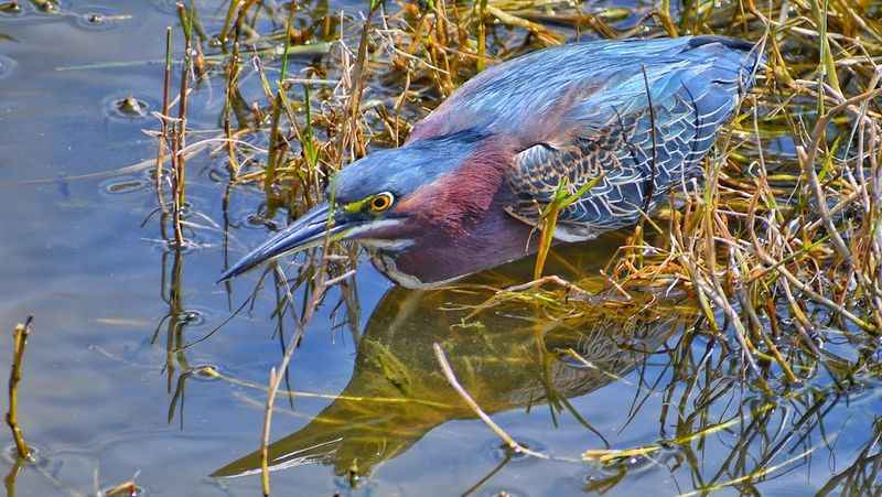 a bird is sitting in the water