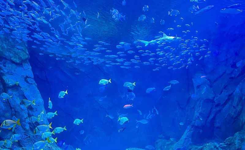 St. Louis Aquarium