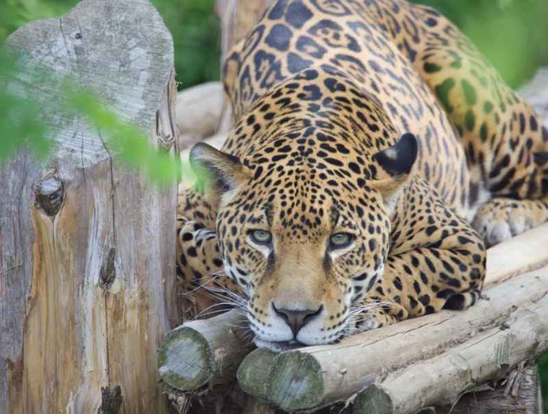 Jaguar  Saint Louis Zoo