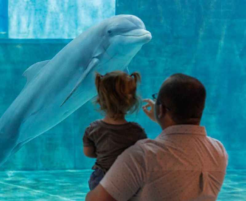 man holding his daughter looking at a dolphin in aquarium