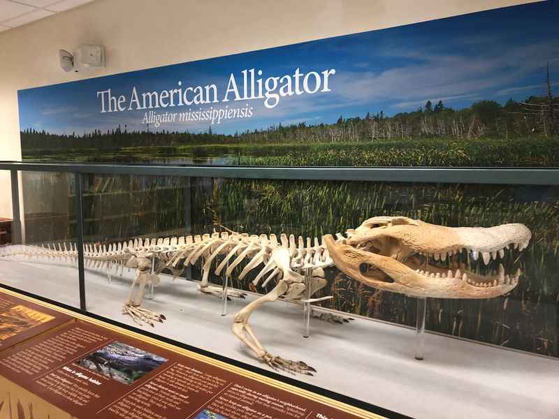 the american alligator exhibit