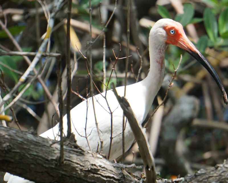 Bird Watching at the Weedon Island Preserve