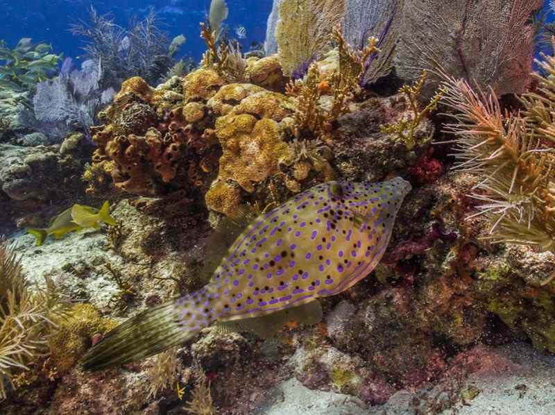 a fish swimming on a coral reef