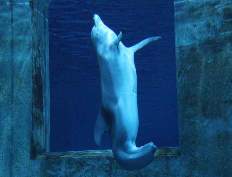  Clearwater Marine Aquarium