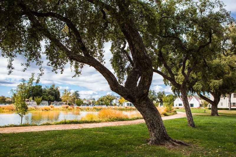 a tree in the middle of a park