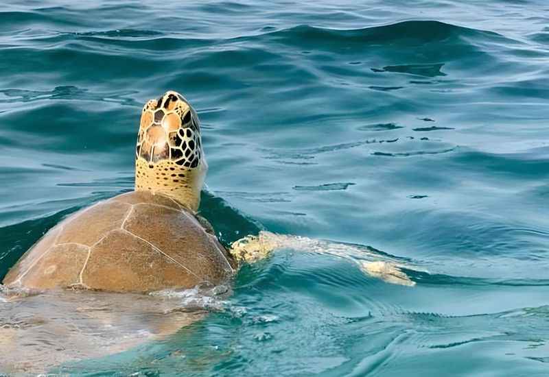 Sea Turtle