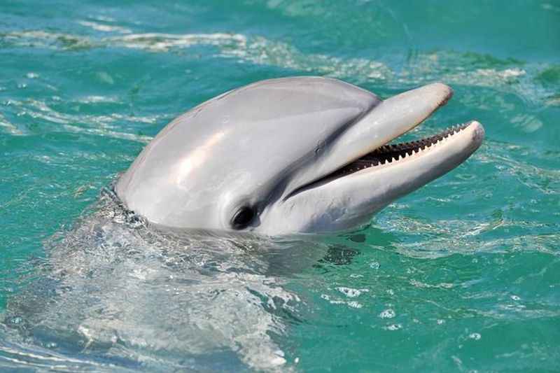 Wild Dolphin Cruise