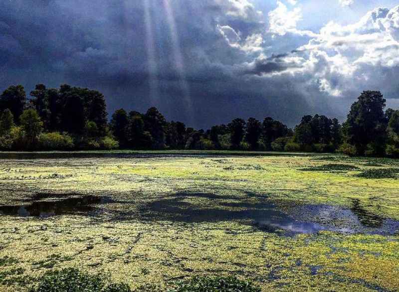 Lettuce Lake Regional Park