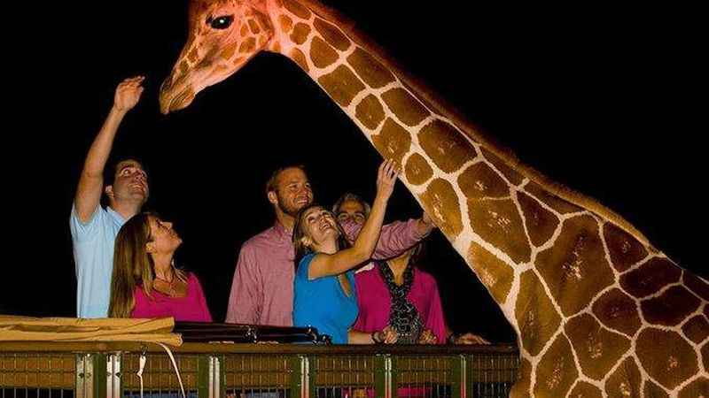 Serengeti Night Safari at Busch Gardens