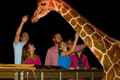 Serengeti Night Safari at Busch Gardens