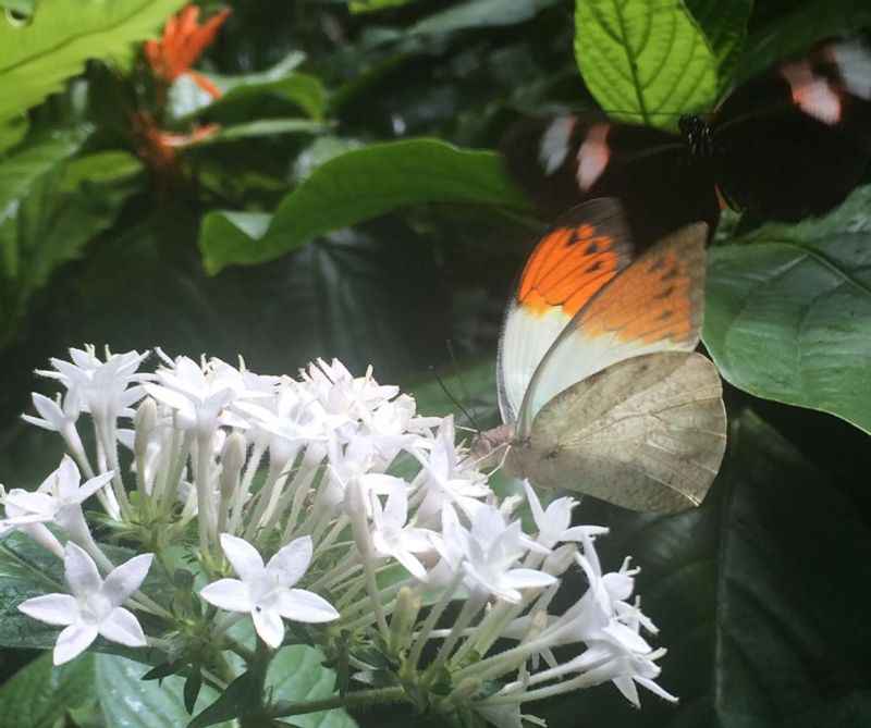 Cockrell Butterfly Center