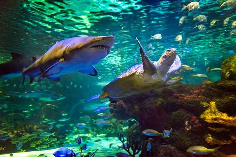 Ripley's Aquarium of Canada