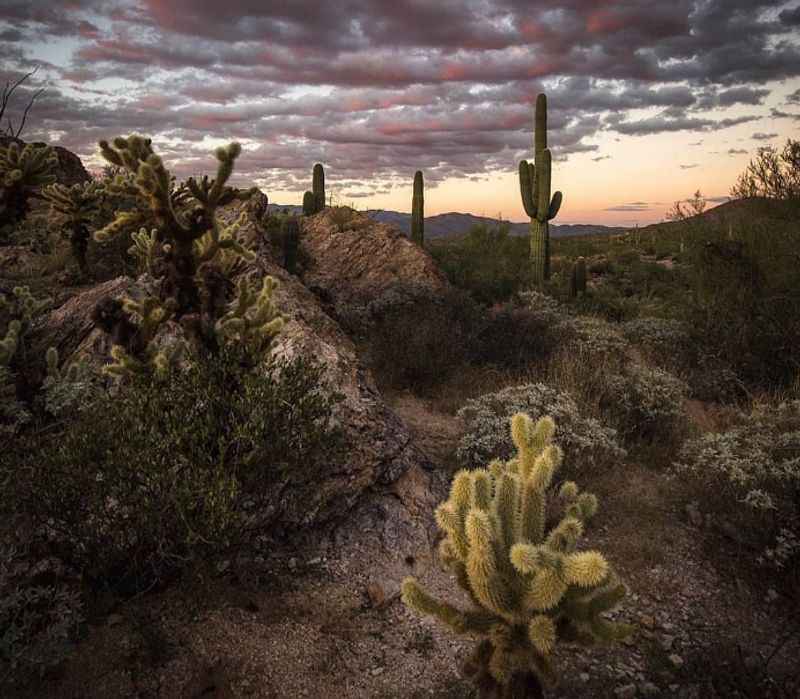 Saguaro National Park