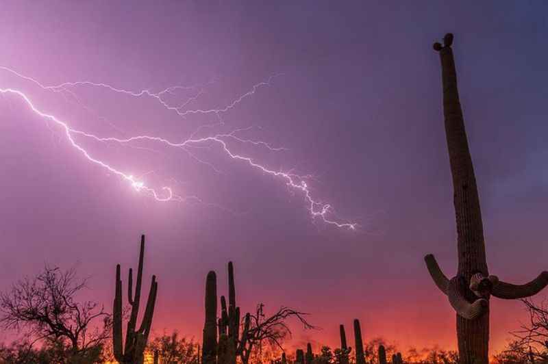 Sonoran Desert