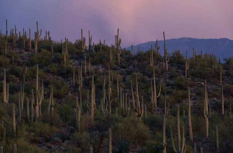 41 Best Things to Do in Tucson at Night Late Afternoon 2024