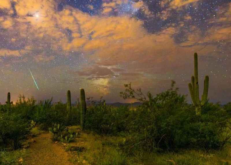 5 things to know about the mysterious queen of cacti, the night-blooming  cereus, Tucson Summer Guide