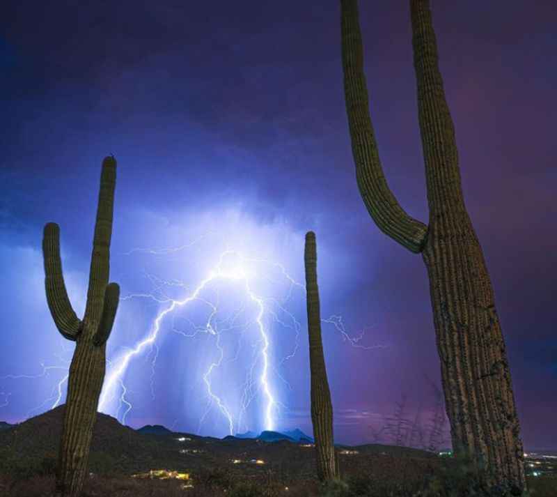 Night Blooming Cereus Cacti in Tucson