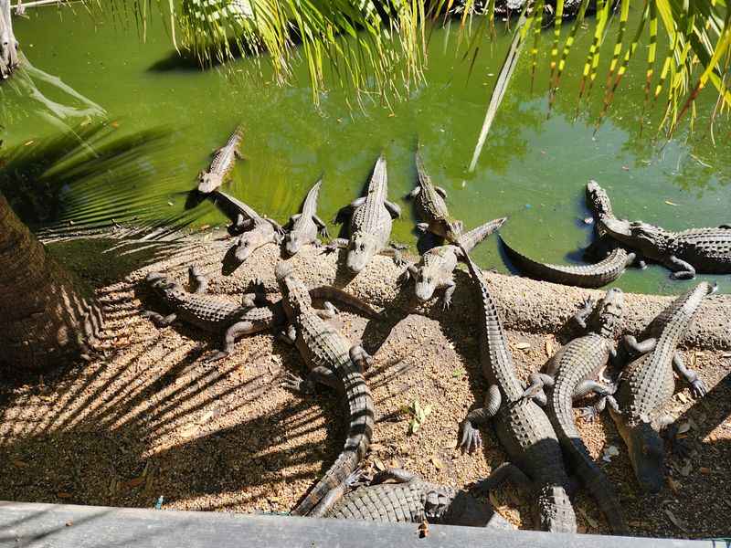 Gator Lagoon