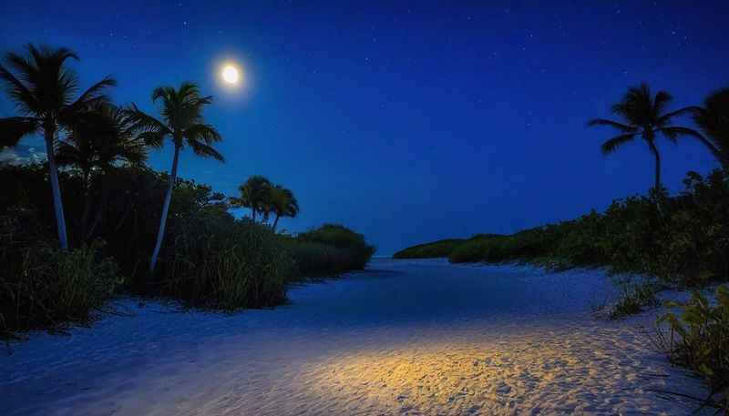 Nighttime Nature Walk