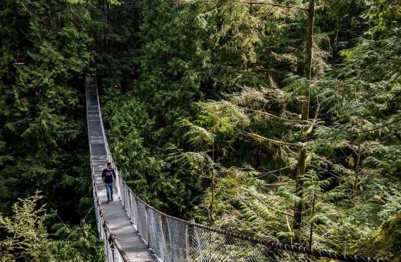 Bridge in Lynn Canyon Park