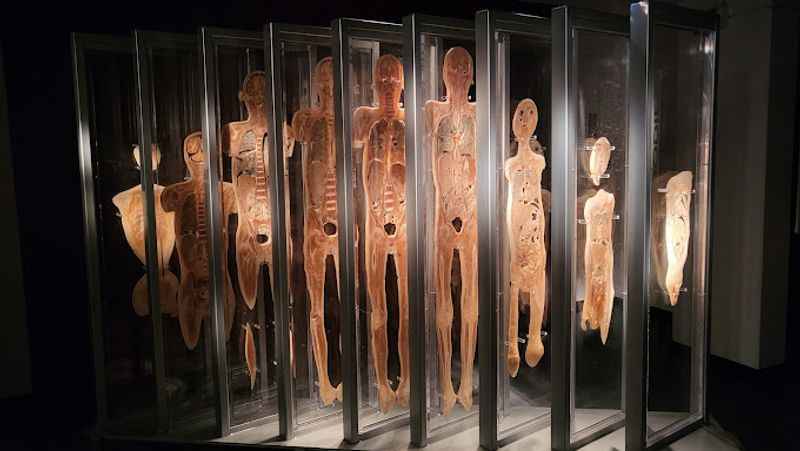 Bodies: The Exhibition