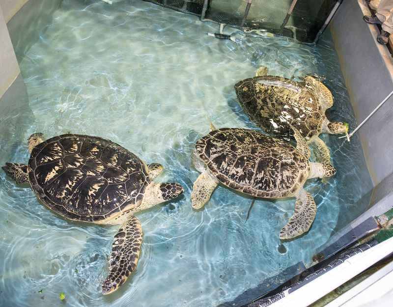 Endangered Green Sea Turtles at Shark Reef Aquarium