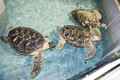 Endangered Green Sea Turtles at Shark Reef Aquarium