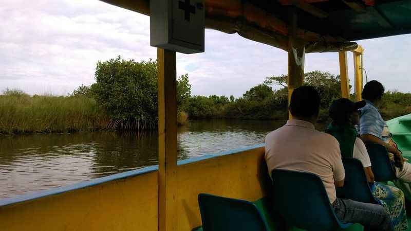 Mangroves of La Tuxpan